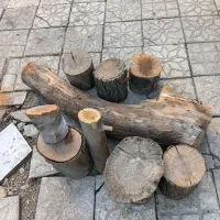 تنه درخت|صنایع دستی و سایر لوازم تزئینی|کرج, ساسانی (قلمستان)|دیوار