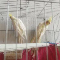 طوطی عروس لوتینو مولد دونه 850|پرنده|ارطه, |دیوار