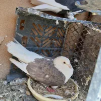 کبوتر
