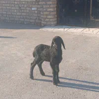 ۱رس بره|حیوانات مزرعه|جوادآباد, |دیوار