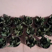 گل سانسوریا خونگی