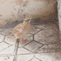 بلدرچین سالم و سرحال