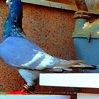 کفتر الماسی دو خط سفید