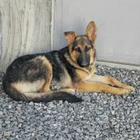 سگ ژرمن شپرد