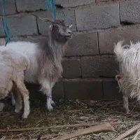 کره فروشی نر|حیوانات مزرعه|نرماشیر, |دیوار