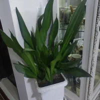 سانسوریا مهتابی|گل و گیاه طبیعی|گلبهار, شهر جدید گلبهار|دیوار