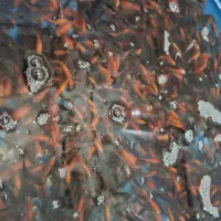 فروش ماهی قرمز|ماهی|بروجن, |دیوار