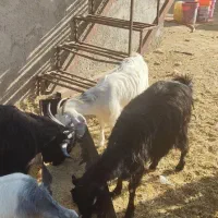 بز و کهره.کهره نر کربال|حیوانات مزرعه|شیراز, درکی|دیوار