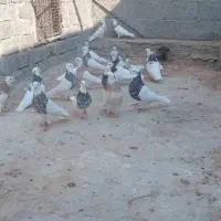 طوقی نامبر وان|پرنده|پارسیان, |دیوار