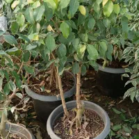 گل آپارتمانی