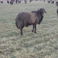 قوچ جوان ۳ساله کار بلد ب شرت