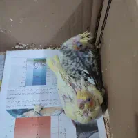 معاوضه جوجه عروس هلندی با اردک یا غاز|پرنده|تولم شهر, |دیوار