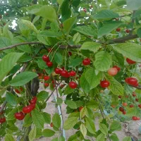 باغچه و تفرجگاه ویلایی|فروش خانه و ویلا|آبگرم, |دیوار