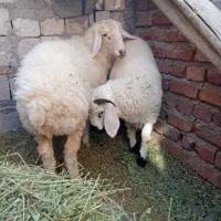 بره شیر نرو ماده|حیوانات مزرعه|کرمان, |دیوار