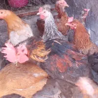 سلام بدلیل جا ب جایی منزل بفرش میرسد