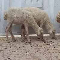 3تا بره ماده مخصوص داشت درخونه پرواری کبابی|حیوانات مزرعه|بندرعباس, |دیوار