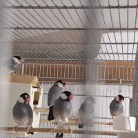 سه جفت فنج نرگسی