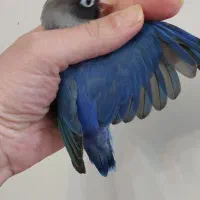 سه طوطی و جوجه طوطی برزیلی|پرنده|تهران, مینای شمالی (مخبر)|دیوار