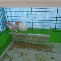 فنچ زبرا 1جفت با لونه