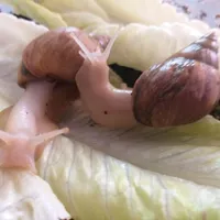 فروش حلزون
