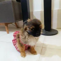 واگذاری سگ پامرخرسی چن ماهه کوچولو