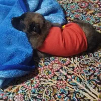 سگ مالینویز|سگ|کرمان, |دیوار