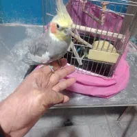 عروس هلندی|پرنده|مشکیندشت, |دیوار