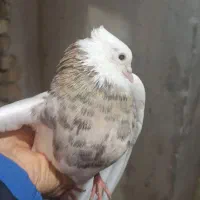 کبوتر