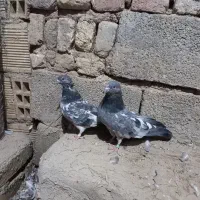 نروماده دهنجور