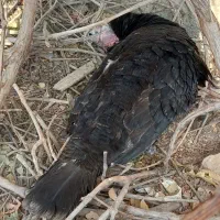 بوقلمون کرچ