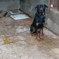 سگ معاوضه با موتور هوندا