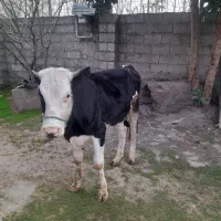 گاو ماده سیمنتال