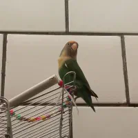 طوطی برزیلی نر