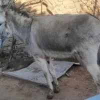 خر ماده ۳ ساله جوان