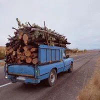 خرید درخت خرید چوب قطع برش تر وخشک|خدمات باغبانی و درختکاری|اهر, |دیوار