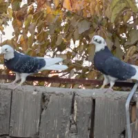 کبوتر شازده،یا ابلغ|پرنده|خمینی‌شهر, |دیوار