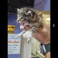 واگذاری ۳ بچه گربه