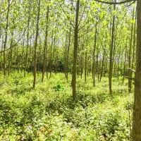 زمین-روستایی-2500متری