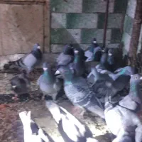 مسافتی|پرنده|باروق, |دیوار