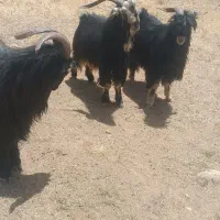 پازن داشتی ترکی