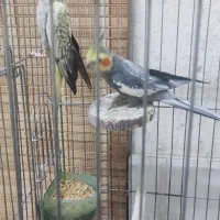 عروس هلندی جفت خورده سالم و سرحال|پرنده|پاکدشت, پارچین|دیوار