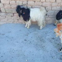 فروش بیگ تخمی|حیوانات مزرعه|ایذه, |دیوار