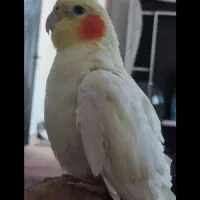 عروس هلندی