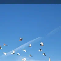 کفتر بوم زده خوردی ۵۰تای الوند|پرنده|الوند, |دیوار