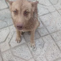 سگ بازیگوش