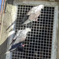 یک جفت کفتر پرشی