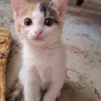 واگذاری گربه ی کوچولو