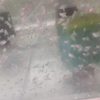 ماهی کالر سفید خوراک