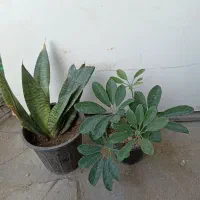 گل‌های آپارتمانی|گل و گیاه طبیعی|کنارک, |دیوار