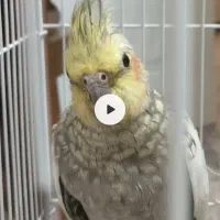 یک جفت عروس هلندی که نر سخنگو و دستی هستش|پرنده|تهران, دولتخواه جنوبی|دیوار
